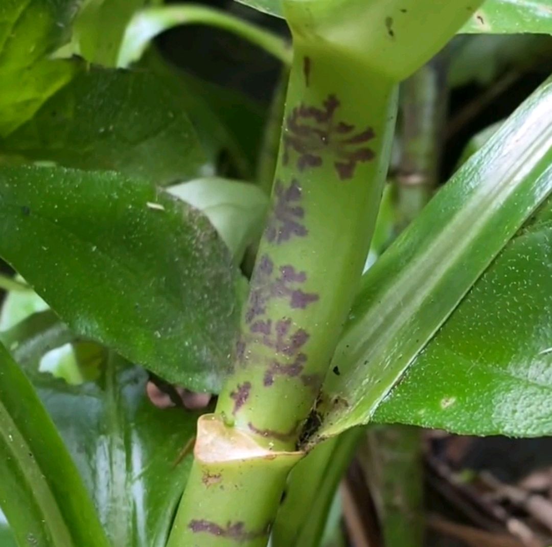 神秘的降龙草:它的药用价值"主要针对蛇毒"作为一种蛇药植物!