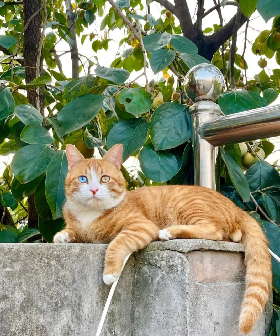 波斯猫和橘猫的混血图片