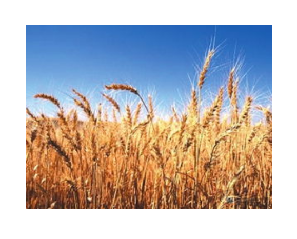 西农511西小麦品种介绍