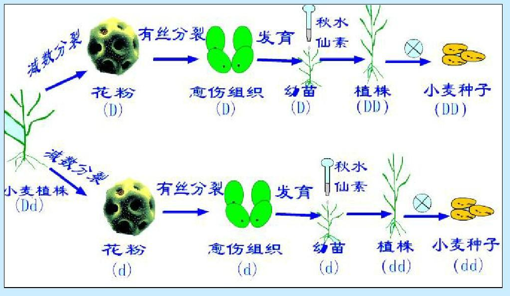 秋水仙素结构图片