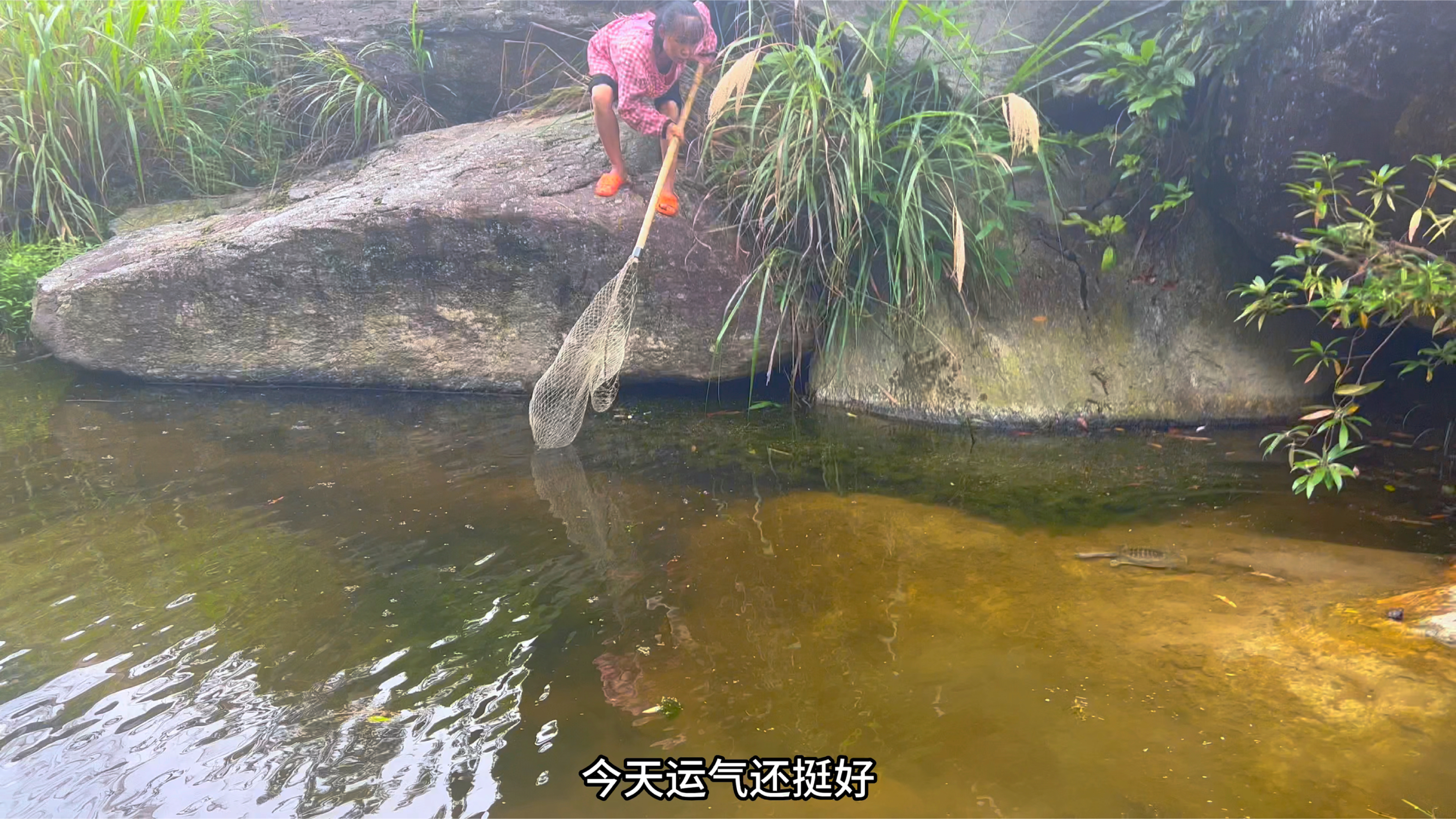 抽干水坑抓团鱼了