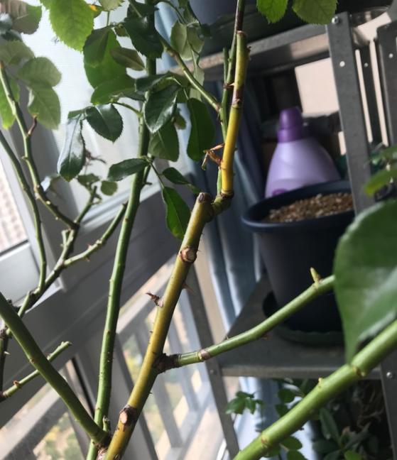 月季花苗从上往下黄杆是什么原因?
