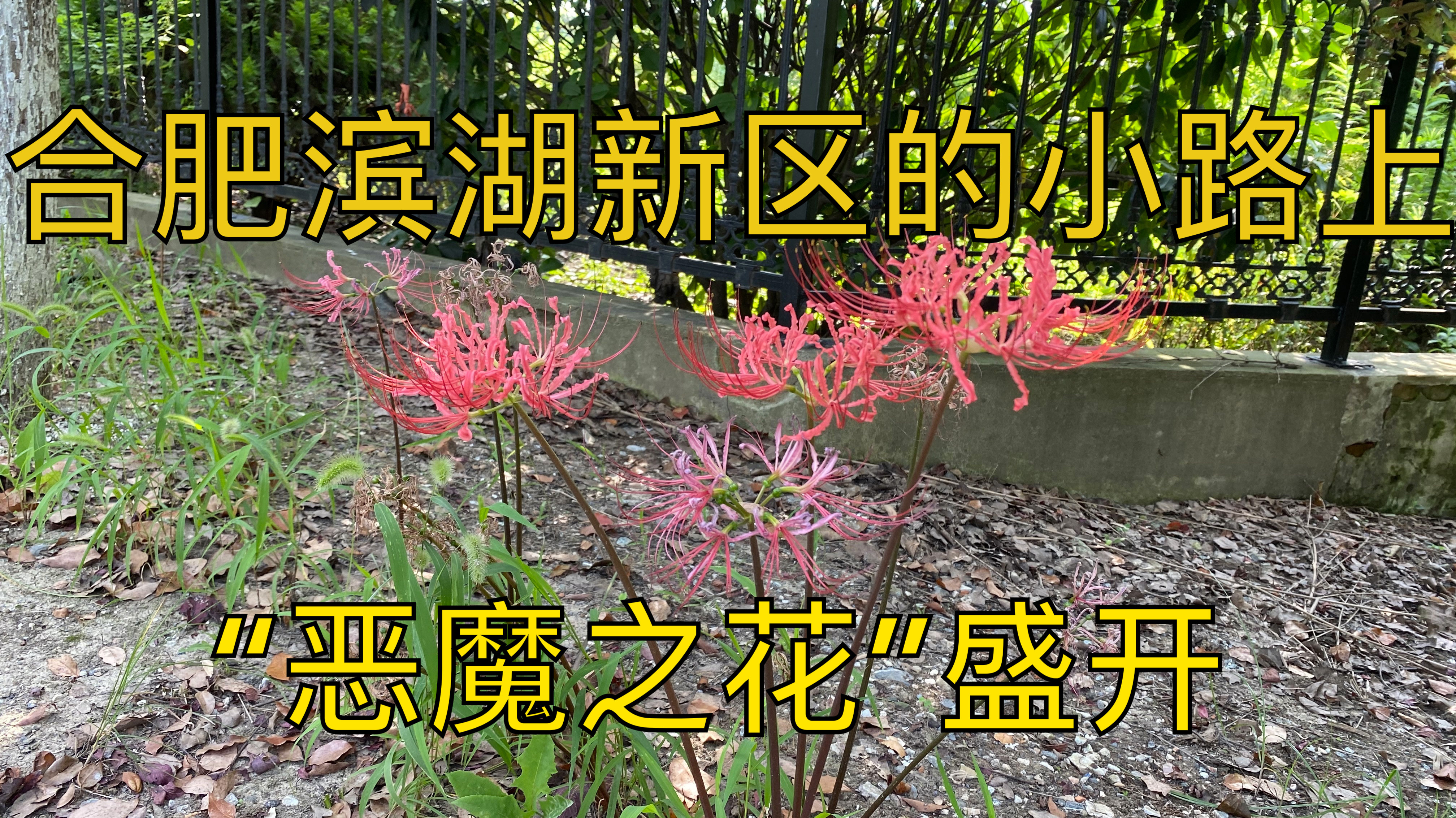 “恶魔之花”遍地盛开!在合肥滨湖新区的这条小路上