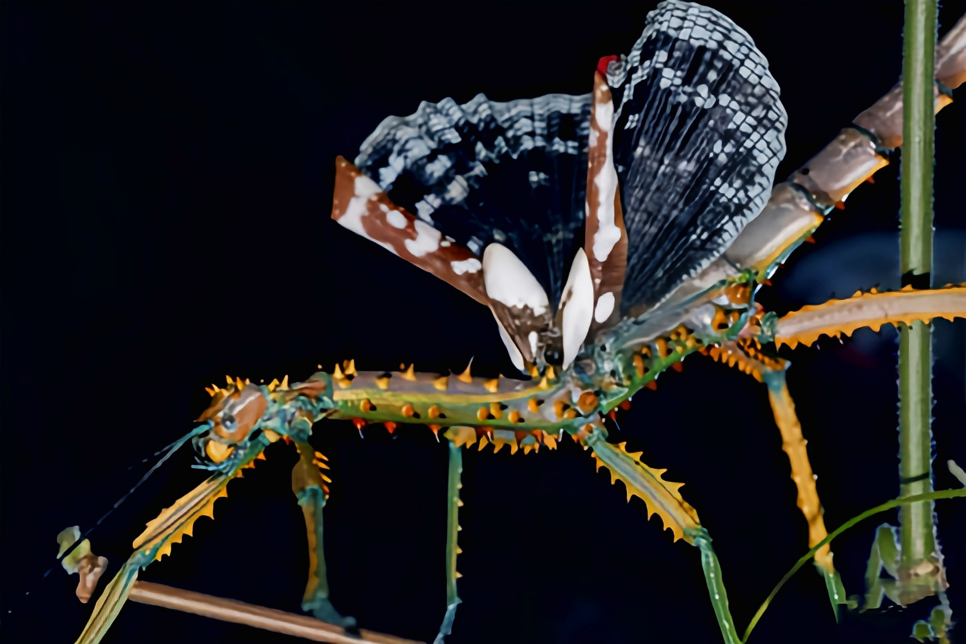 每天认识一种昆虫——马岛密刺竹节虫 马岛密刺竹节虫首次发现于1891