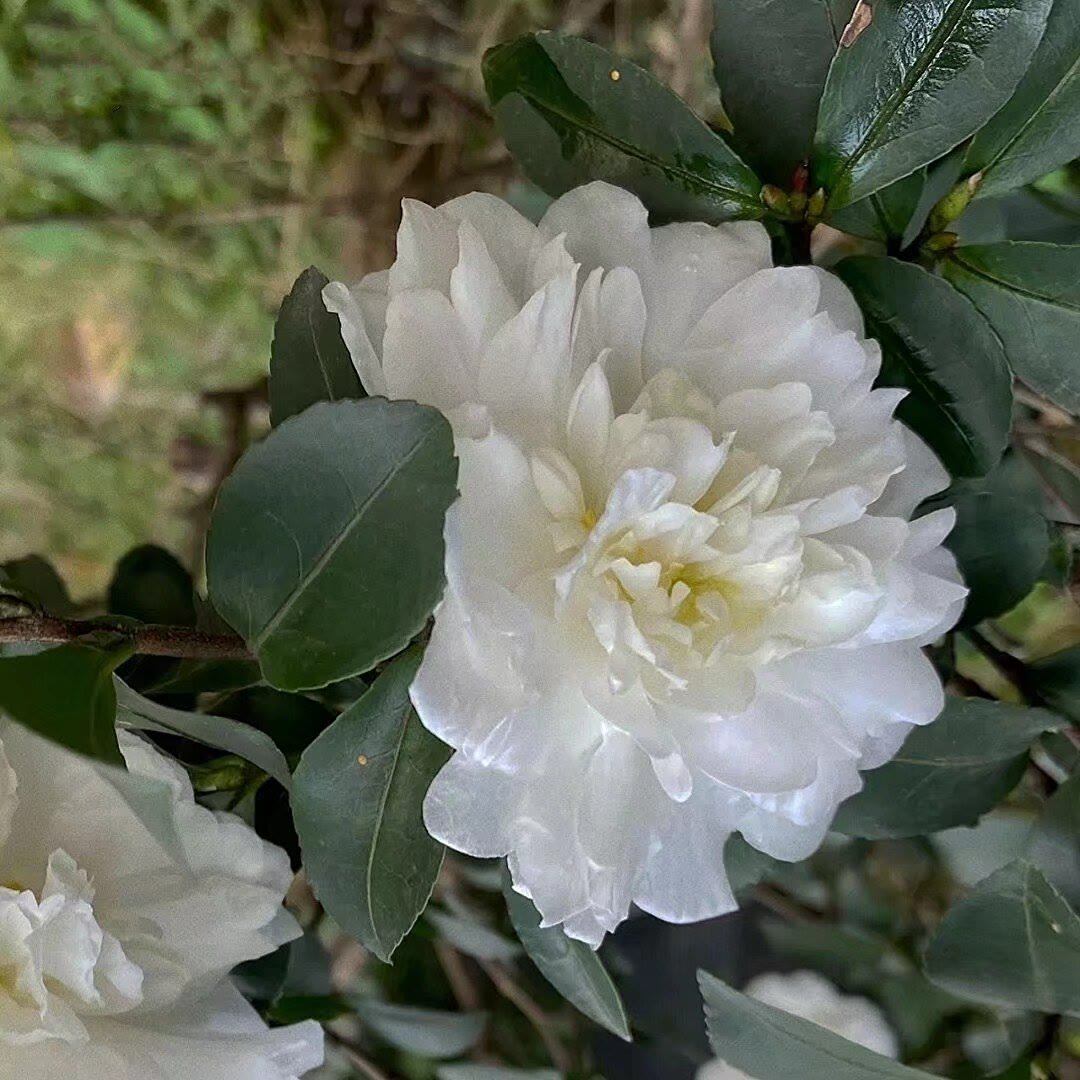 白茶花的花语:你怎能轻视我的爱情