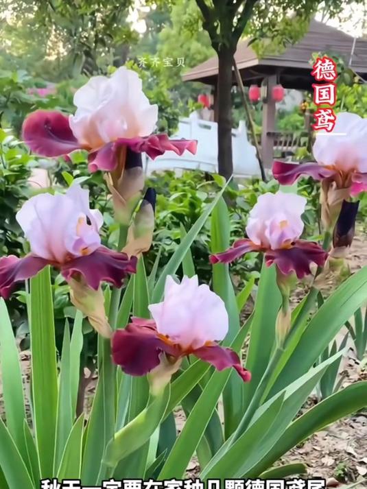 德国鸢尾花,四季常绿,耐寒耐热!开花像彩蝶一样漂亮,种球带芽