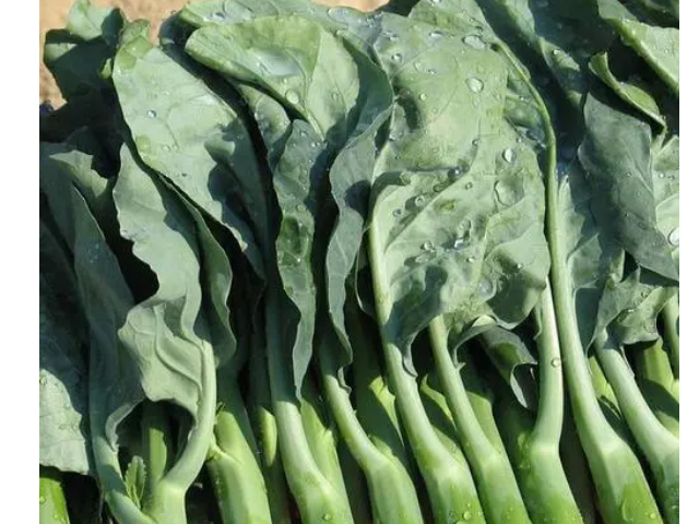 和油菜长得差不多的菜