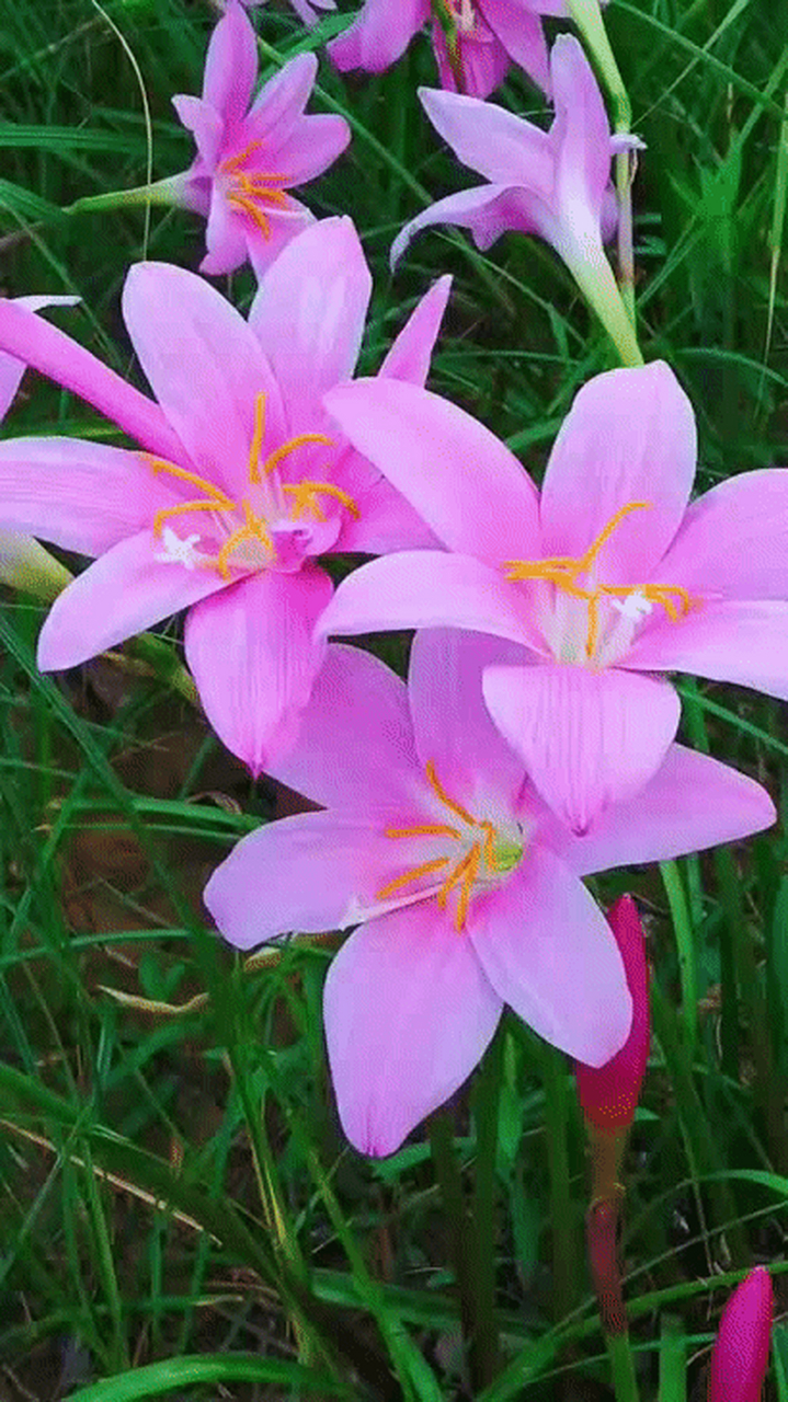 水仙花什么颜色紫色图片