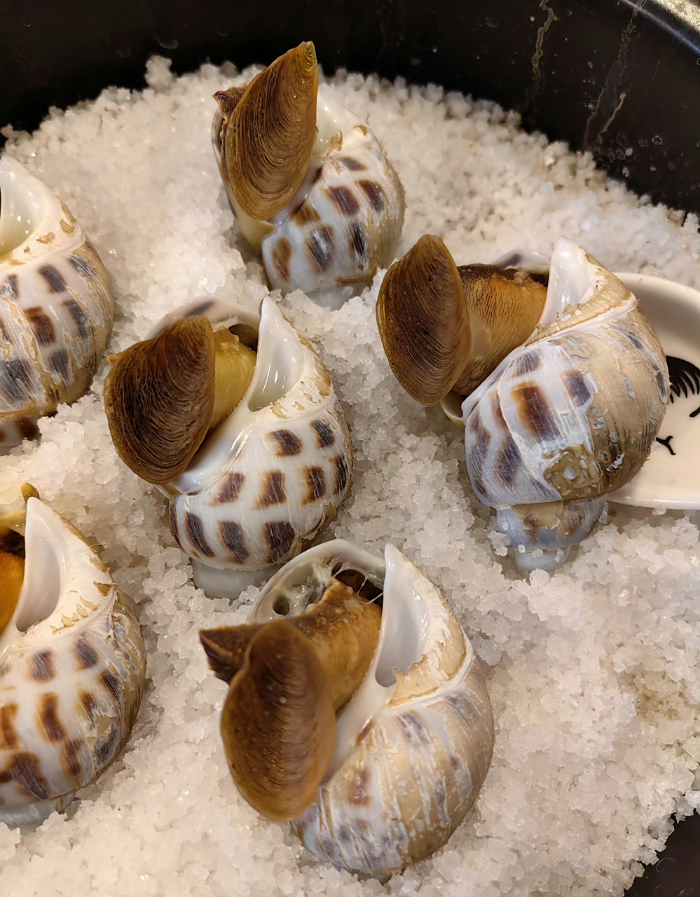 盐焗东风螺 超大号的东风螺(十头),盐焗最美味.