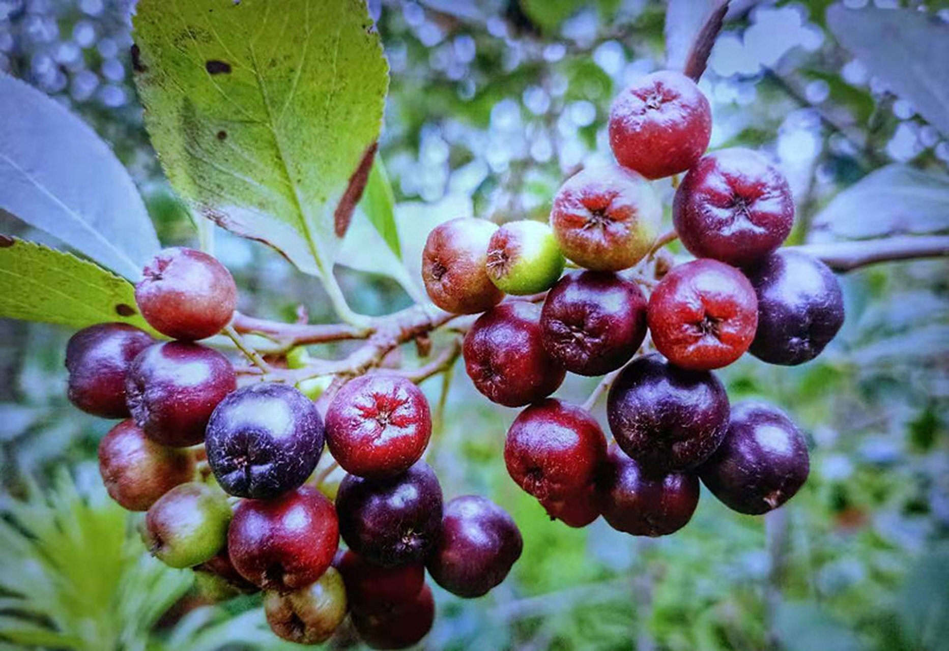 春日风景# "无可奈何春去也,且将樱笋饯春归"这样的惜春情怀相信你我