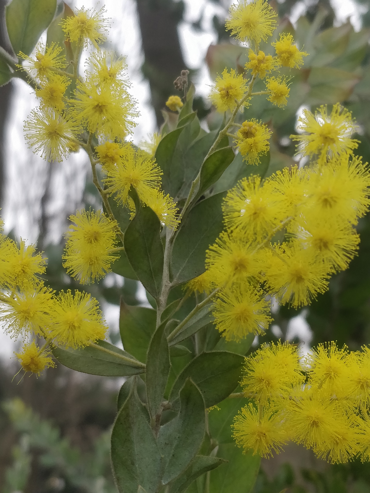 「美图欣赏」银叶金合欢开花