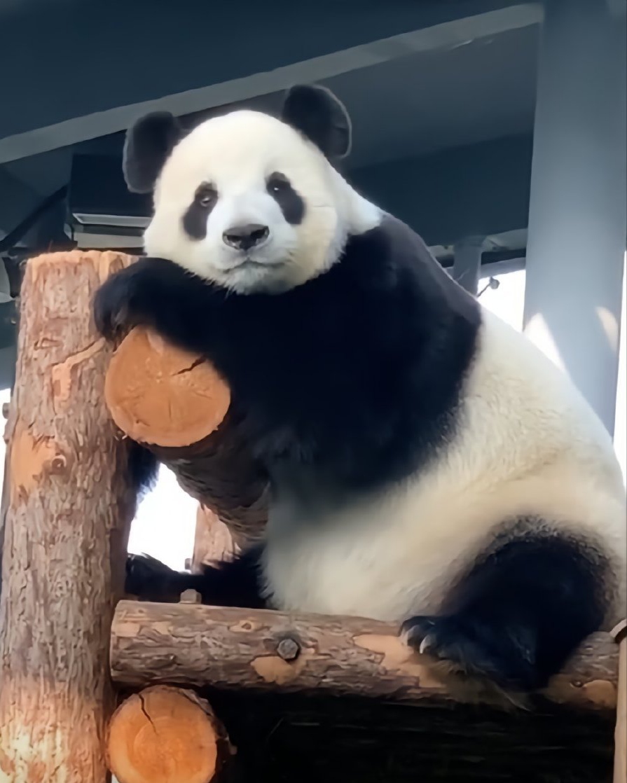 大熊猫飞云:我们简直就是萌妹的代表词!