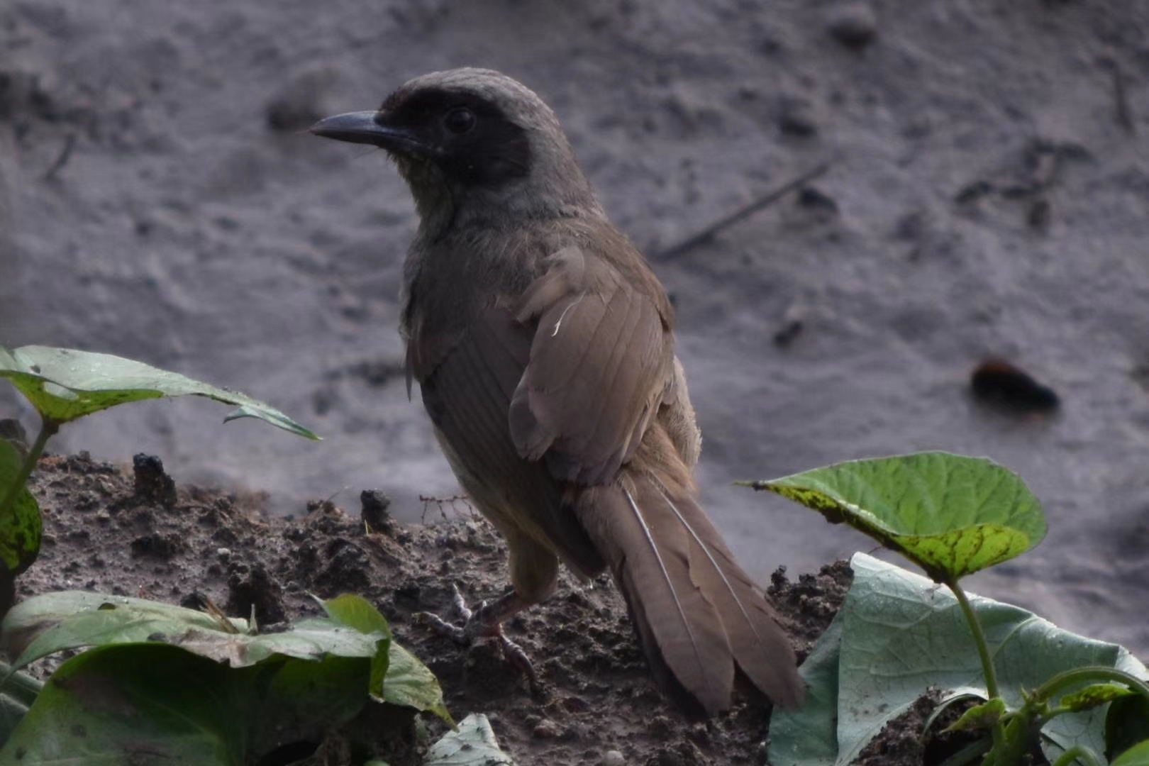 黑脸噪鹛 保护级别无为危,常在地面或灌丛间跳跃摄于枫慈溪畔.