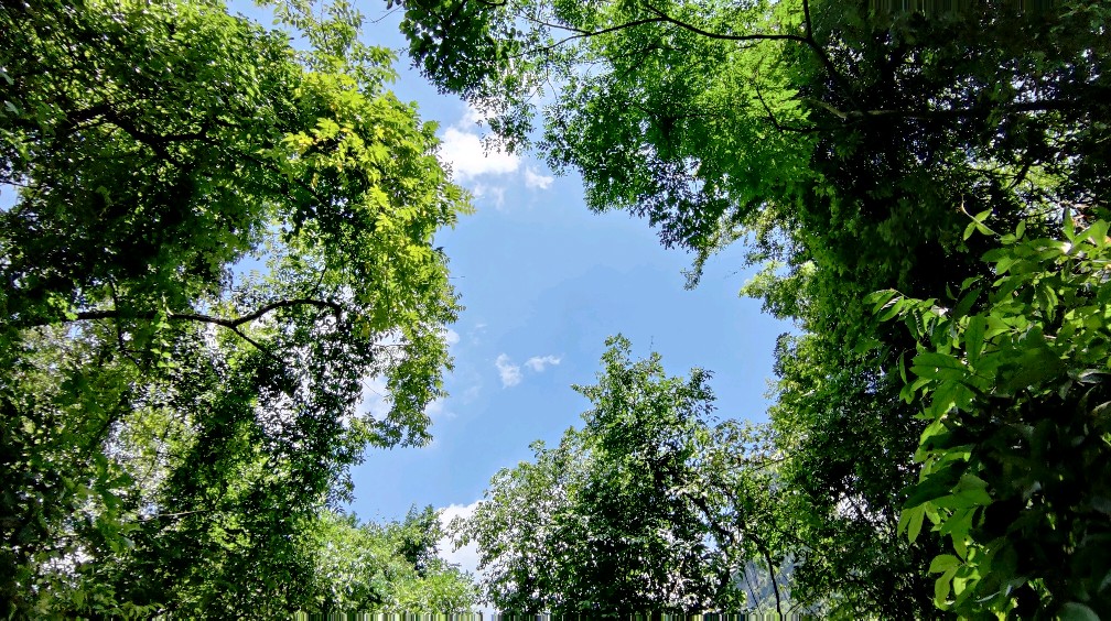 夏日避暑纳凉的好去处,罗城水上相思林
