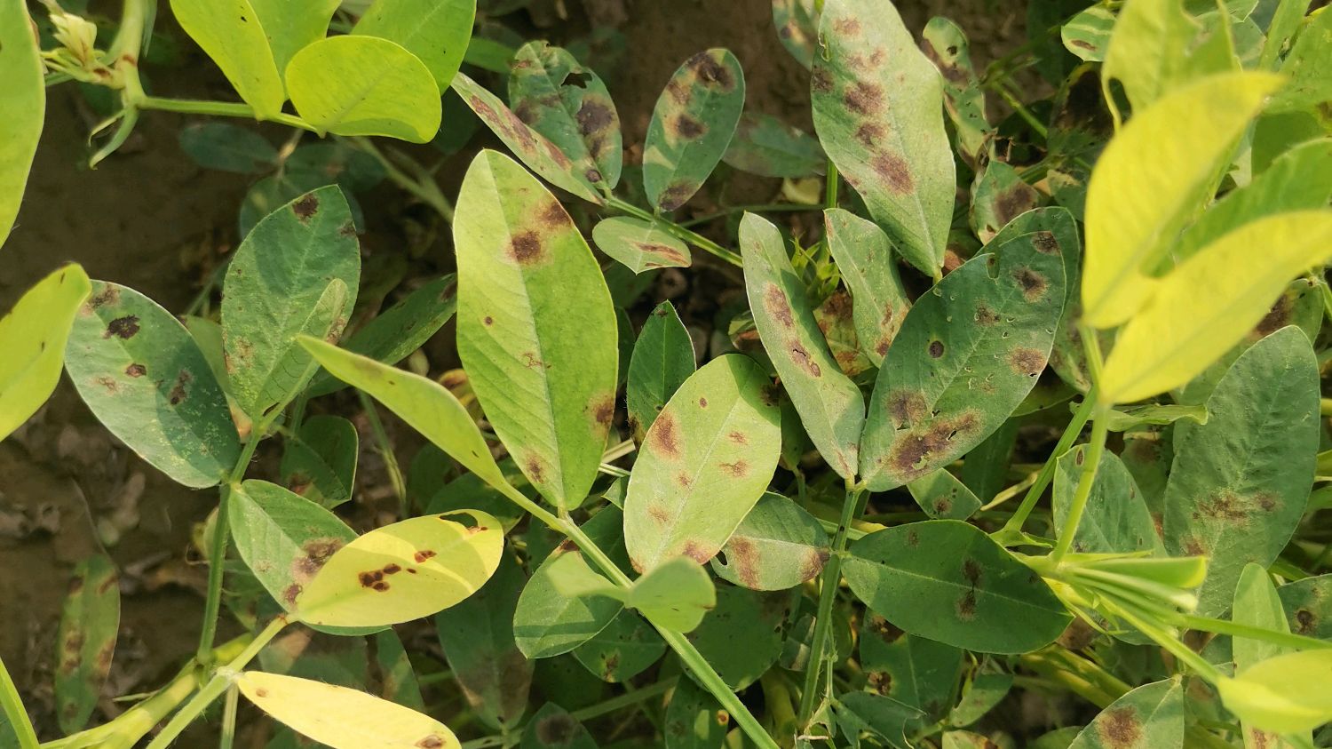 花生叶斑病进入高发期,及早防治,花生不早衰,每亩增产百十斤!