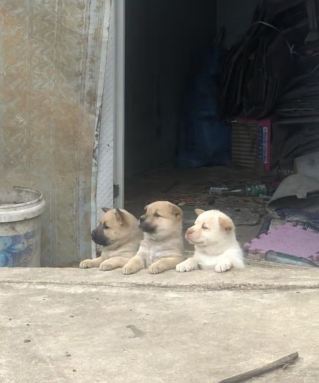 村口那几只八卦的狗