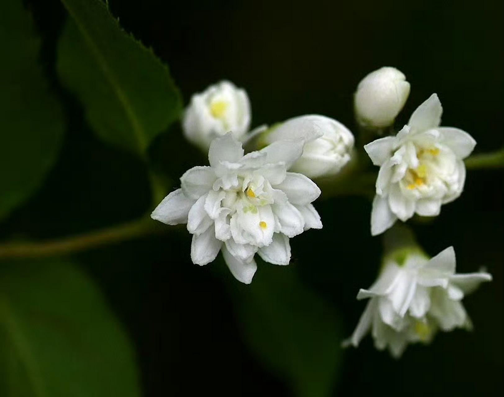 齿叶溲疏(deutzia crenata),绣球花科溲疏属.摄于山东东营. 雪白花卉!
