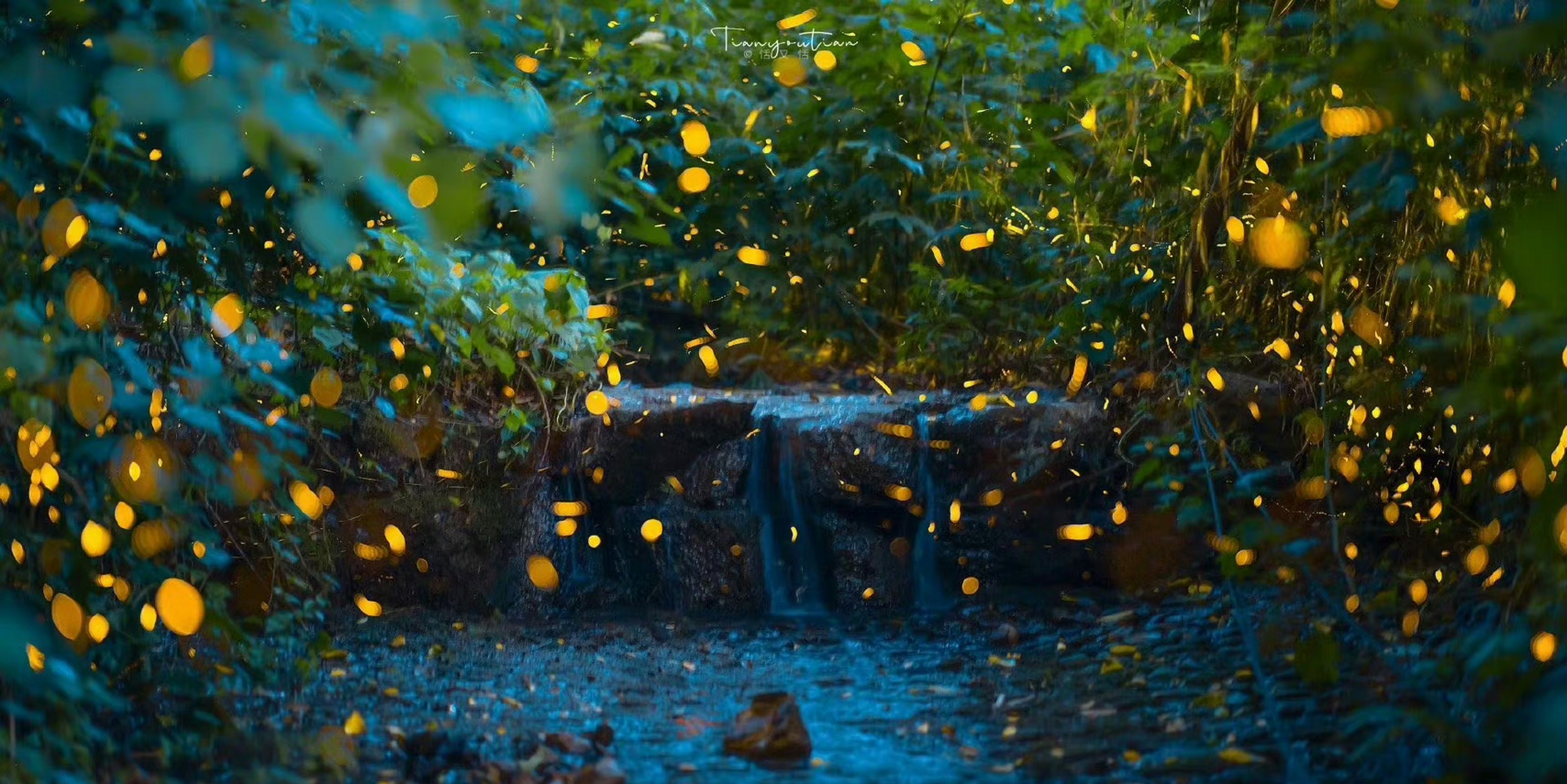 " 萤火虫之夜 … "萤火虫的光芒 漂亮而柔美～[照相机][照相机]感受