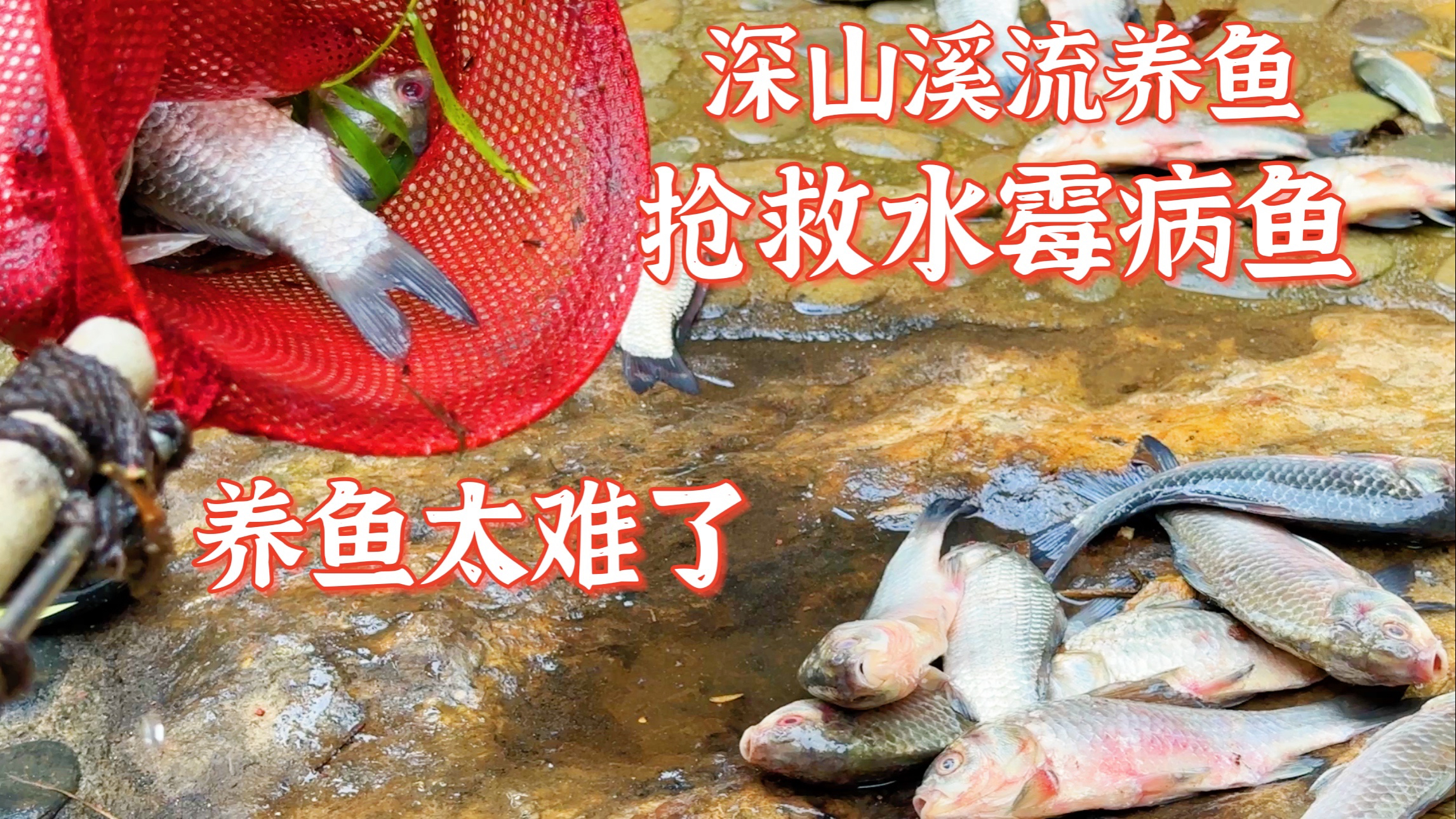 深山溪流养鱼第五天,按照网友意见抢救鲫鱼。终于迎来希望的曙光