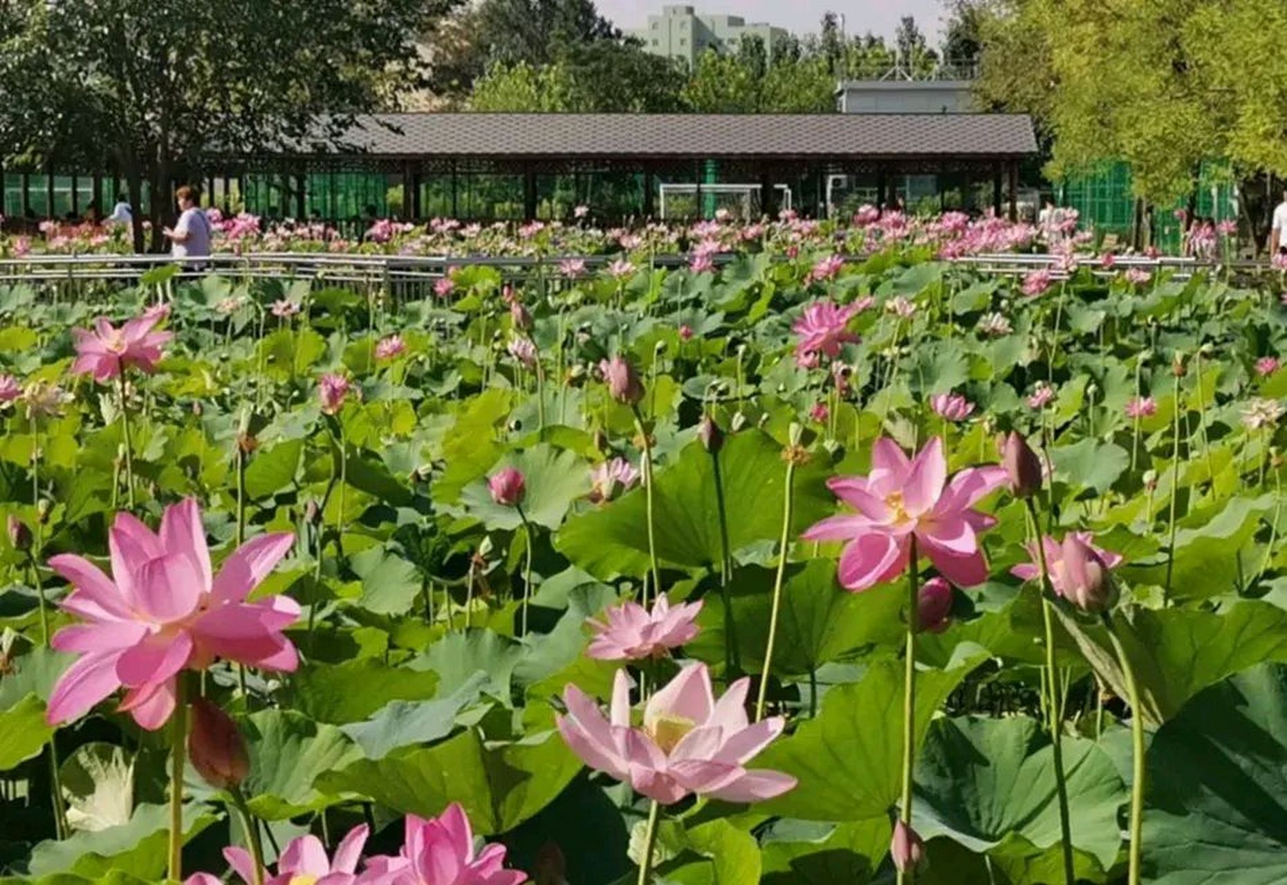 儿子25岁了,身高1米86,小伙子确实帅,可又没高学历,也没有很体面的