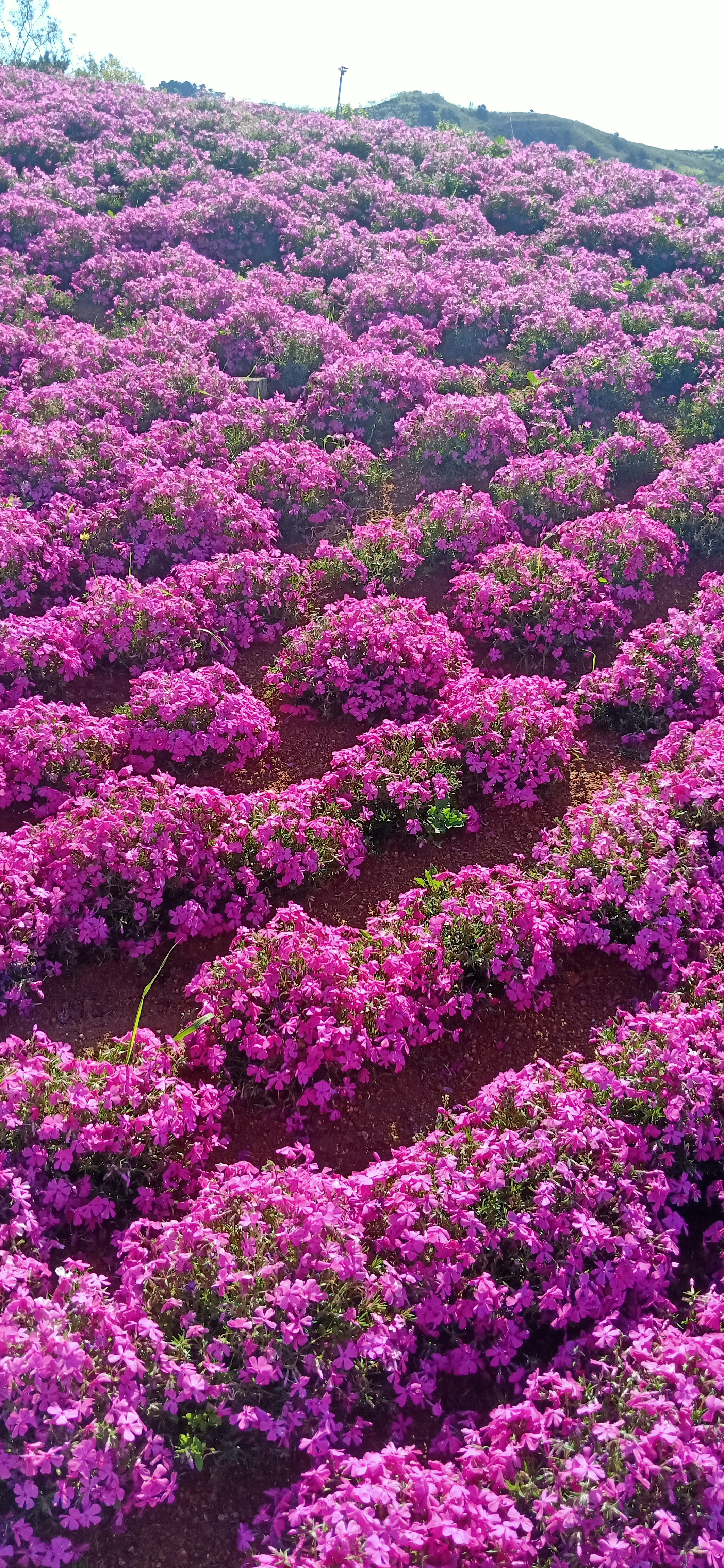 迁西雨花谷1