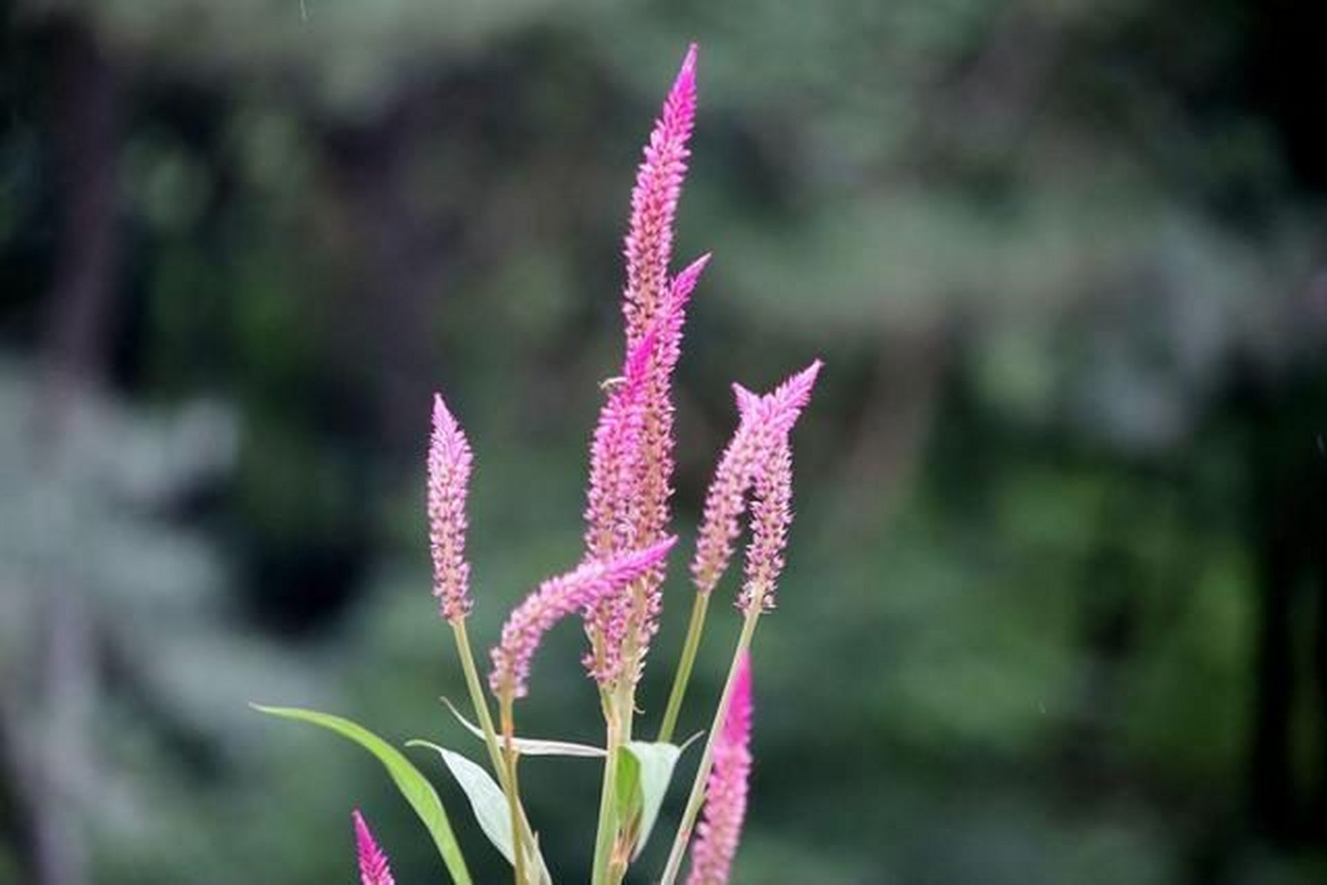 它的果实如今是一种药食两用的食材,它可以用来做成千穗谷糖.