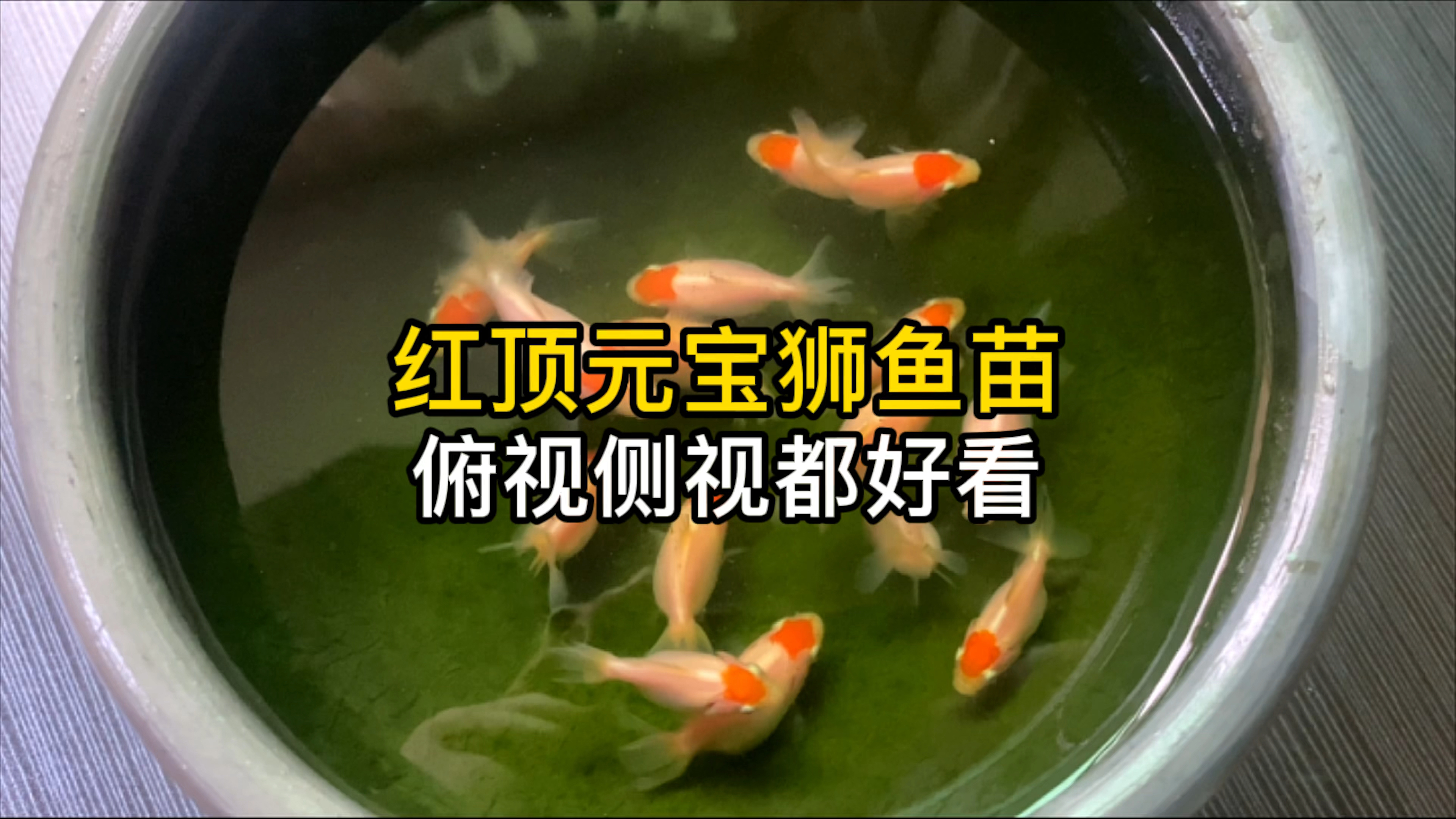 泰帽金鱼鱼苗优化了体型,侧视和俯视都好看了,很有成就感