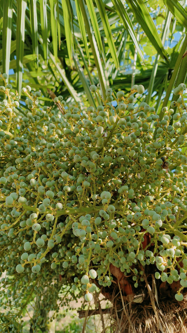 棕树籽,可以入药,特别是对男人有好处.