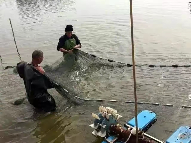 被河豚毒死的人图片图片