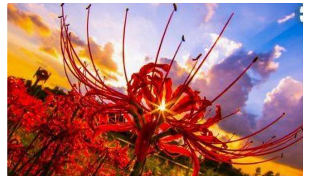 中国"最美"彼岸花海,火红热情,来自"地狱"奇物