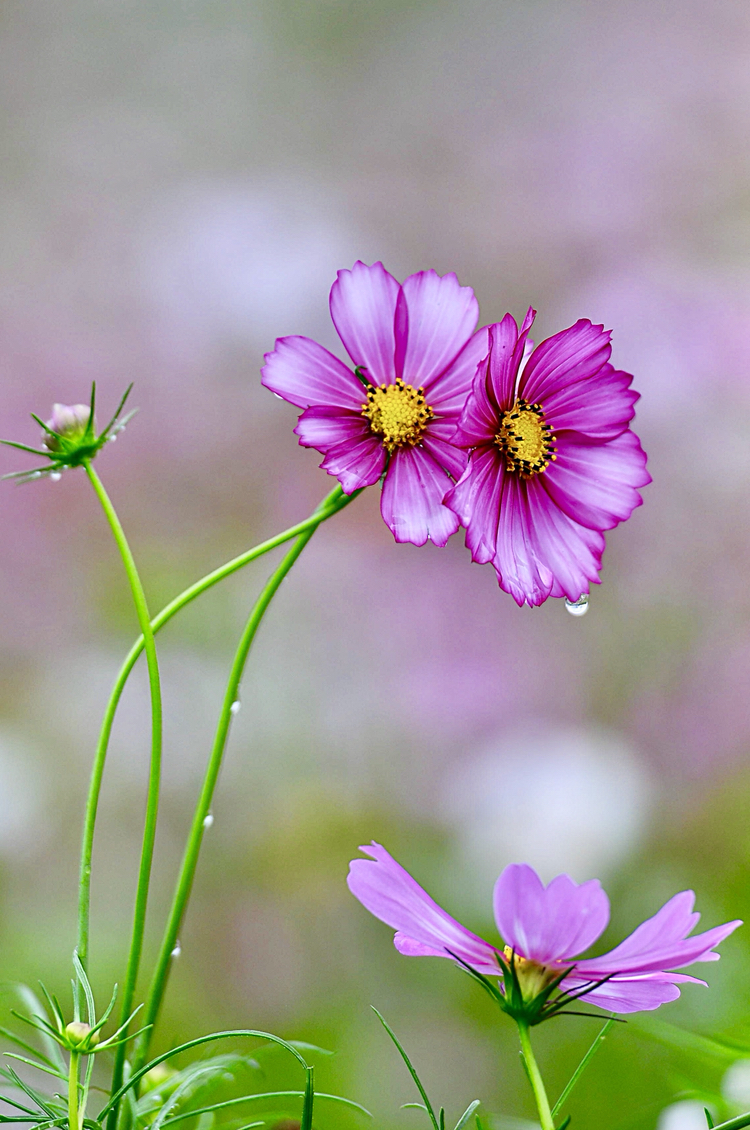将种子和雪一起埋进土里,葬的是雪,种的是希望