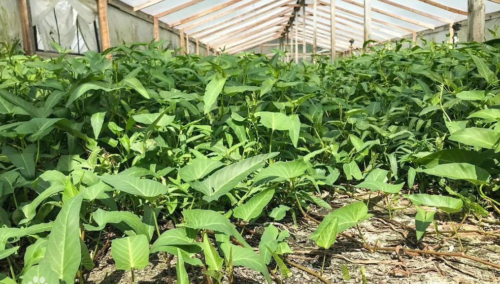 藤藤菜是什么菜