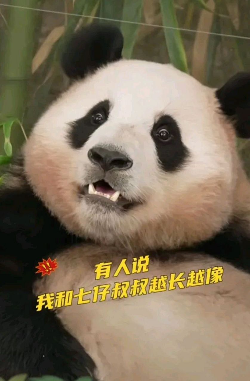 福宝,我来回答:你和你的七仔叔叔一点都不像,七仔是愚蠢的眼神里透