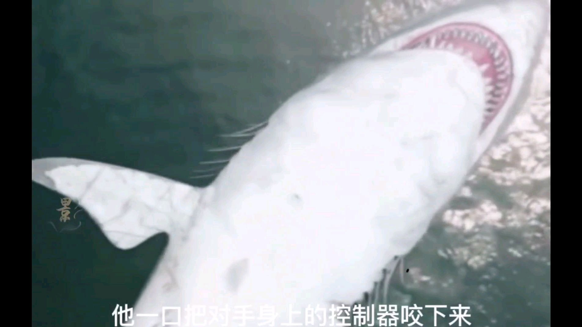 八爪狂鲨发现梭鱼翼龙解说,第二集