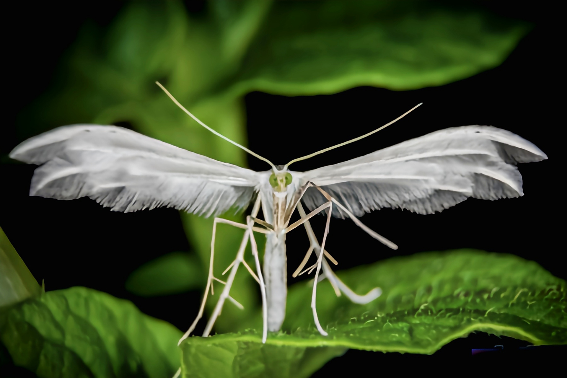 每天认识一种动物——甘薯白羽蛾 甘薯白羽蛾别名白羽蝶,是鳞翅目,羽