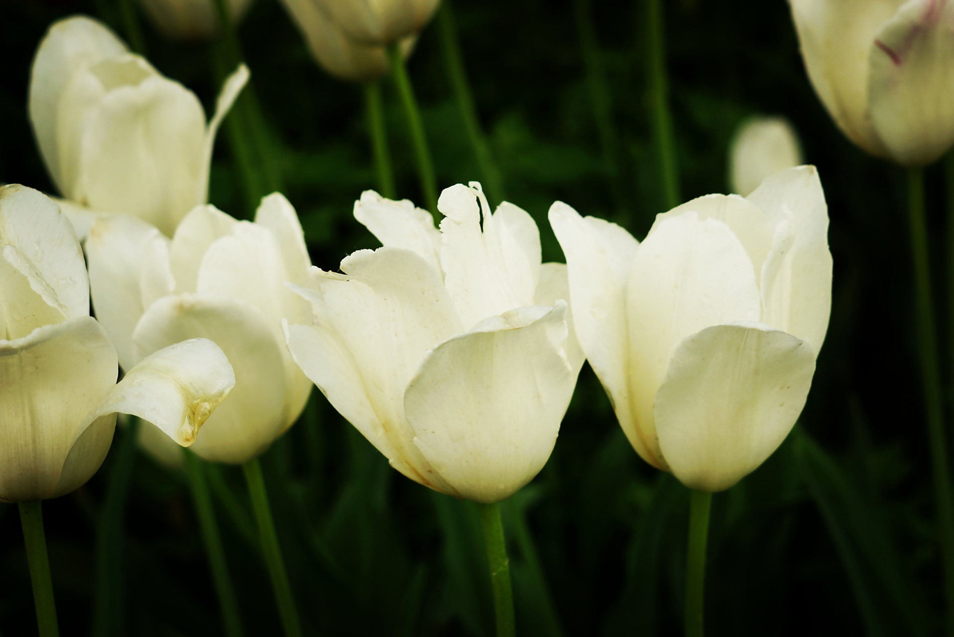 九月动态激励计划# 郁金香——清水  清水花单瓣,杯状,白色,在凉说哪