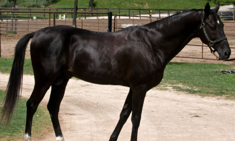 汗血宝马速度一小时多少公里