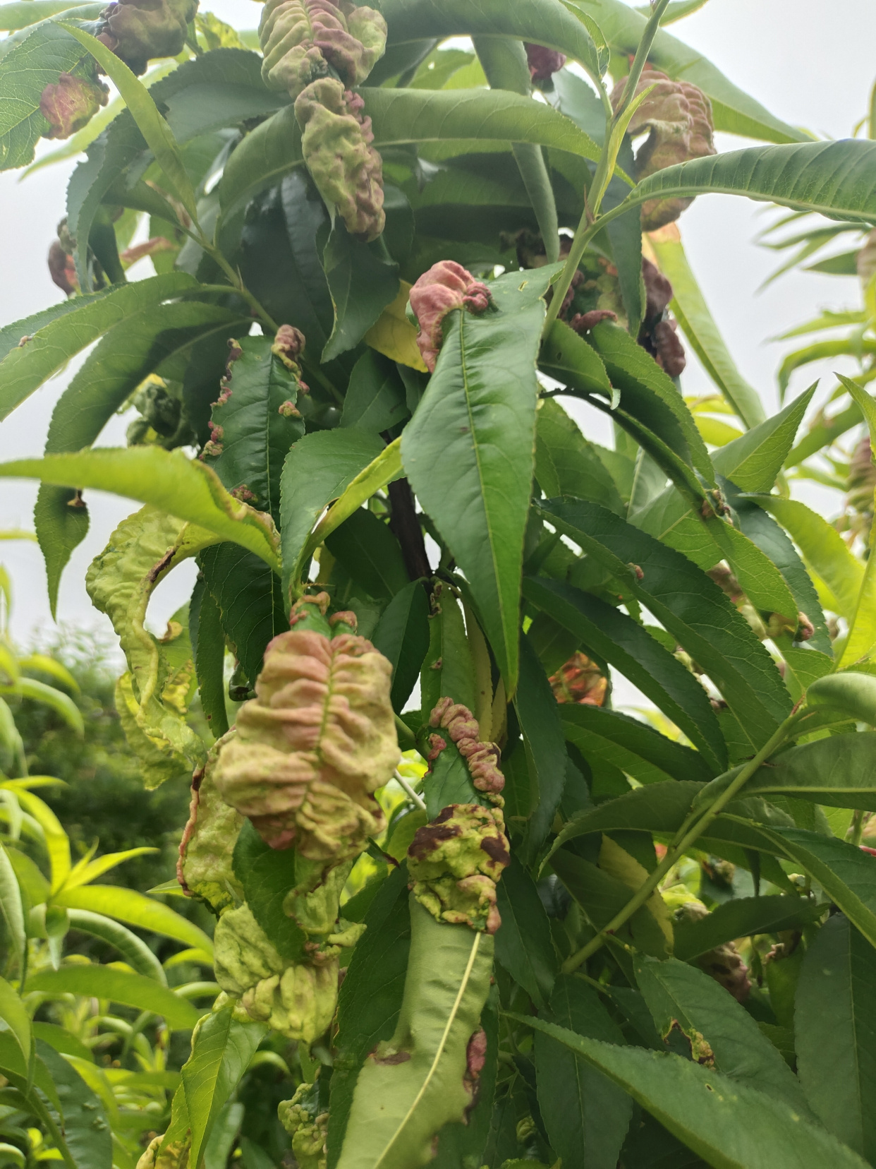 第一次见到这种叶子的桃子树