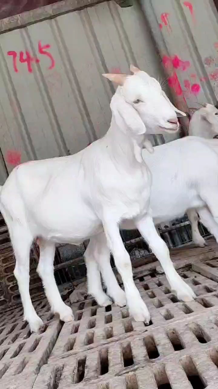 多胎多羔品种羊,美国白山羊,一年两胎一胎二到四只羔,南方北方都可以