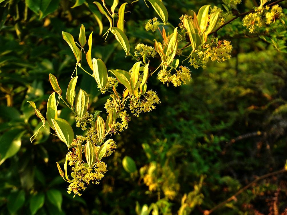 农村常见的金刚藤,不为人知的作用,你知道吗?