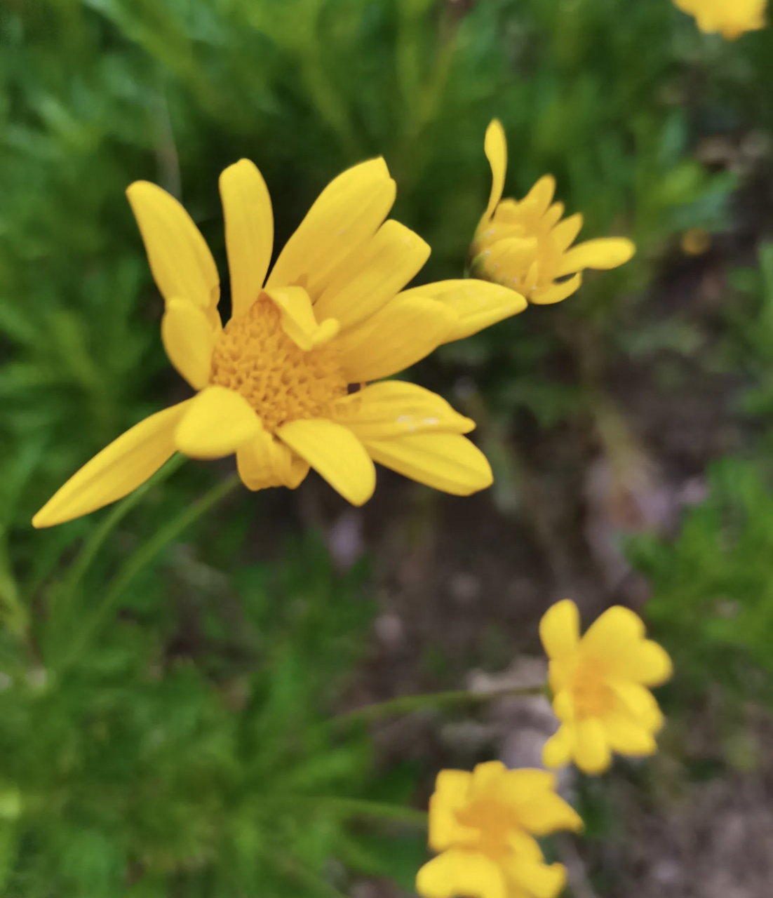 堂哥的儿子是特岗教师,被分到一个偏僻的乡镇教书,已经三年了,想调回