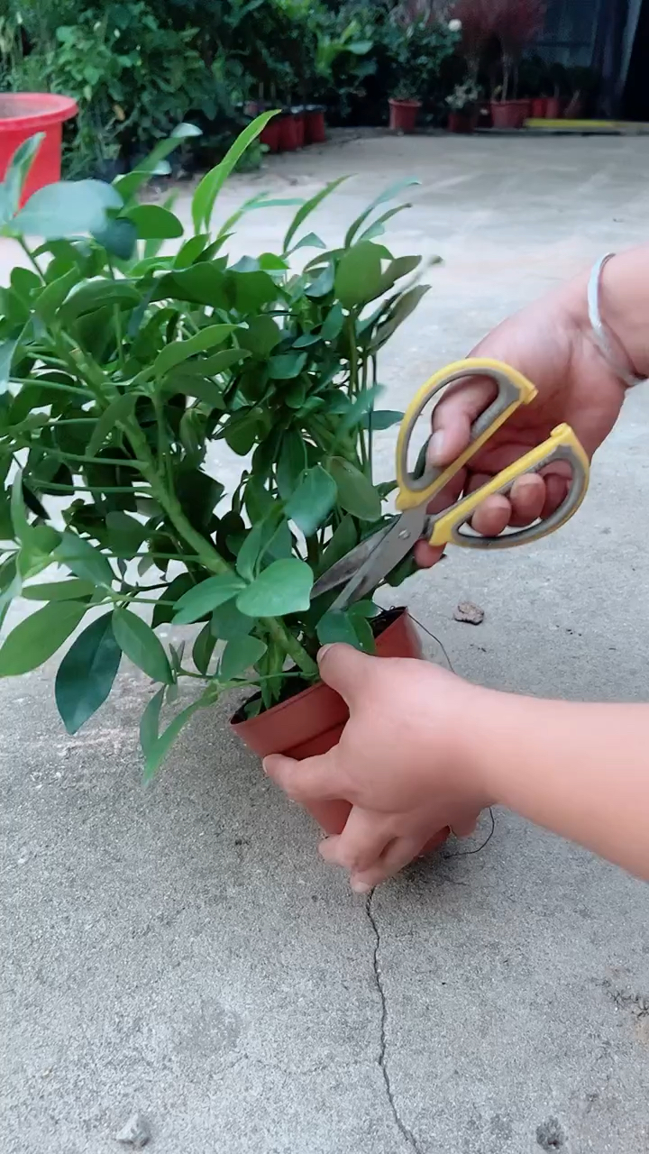 修剪鸭脚木盆栽