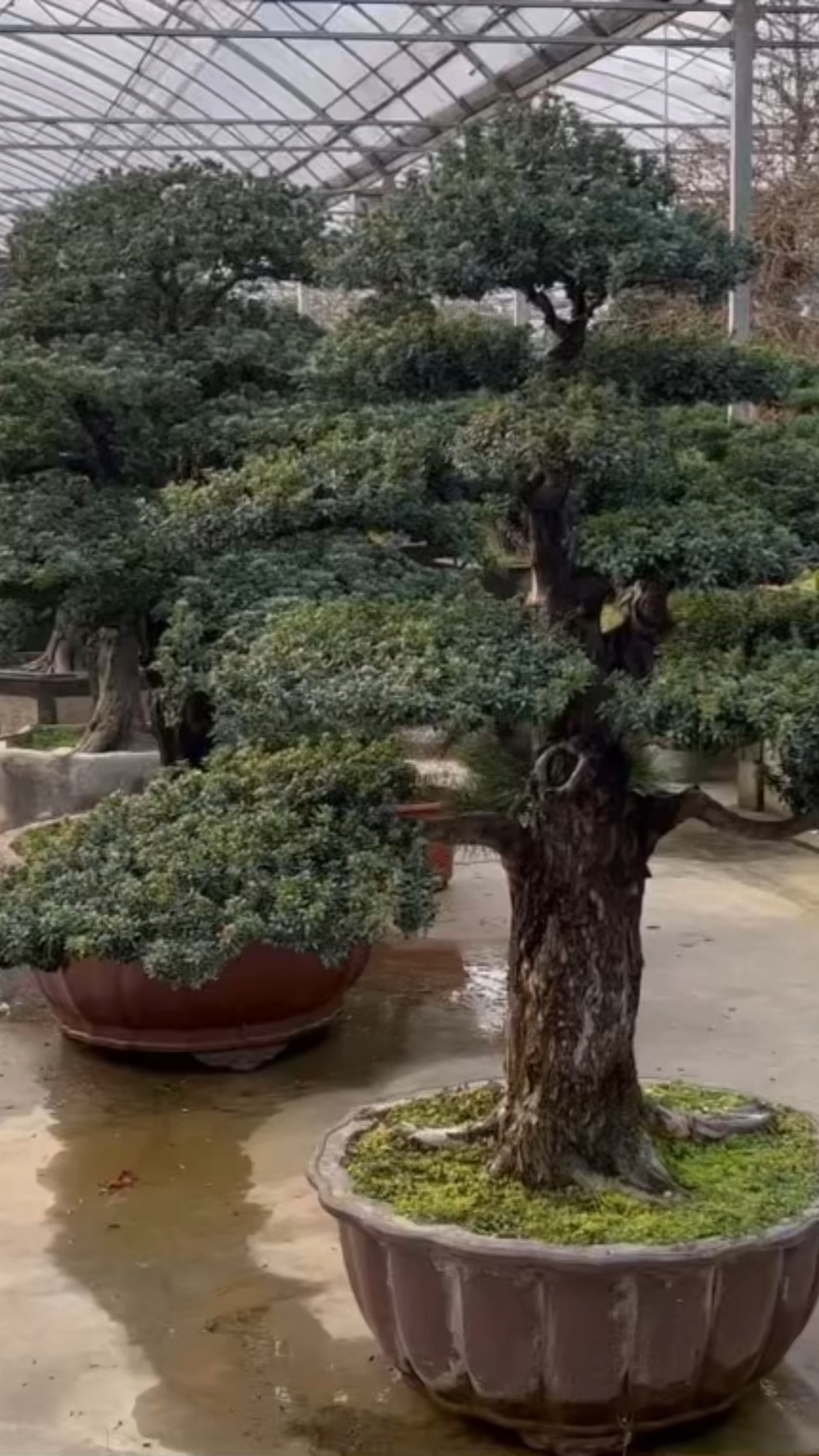 今天在市场上看一棵黑珍珠罗汉松,这根径约20公分了,有感兴趣的花友吗