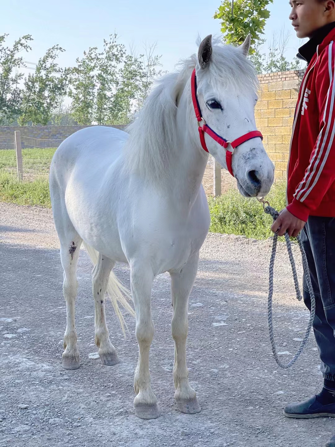 矮脚马儿童乘骑马矮马德宝矮马景区观赏矮马儿童青少年乘骑马