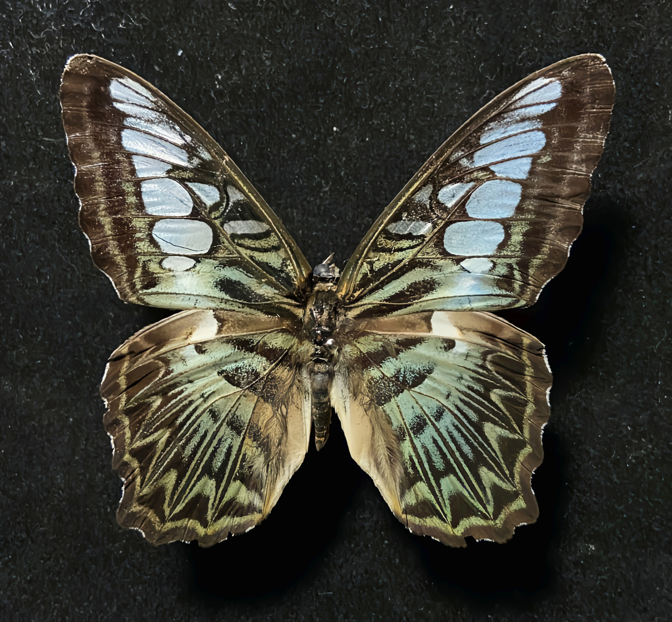 每天认识一种昆虫——云南丽蛱蝶 云南丽蛱蝶是云南省的省蝶,颜色鲜艳