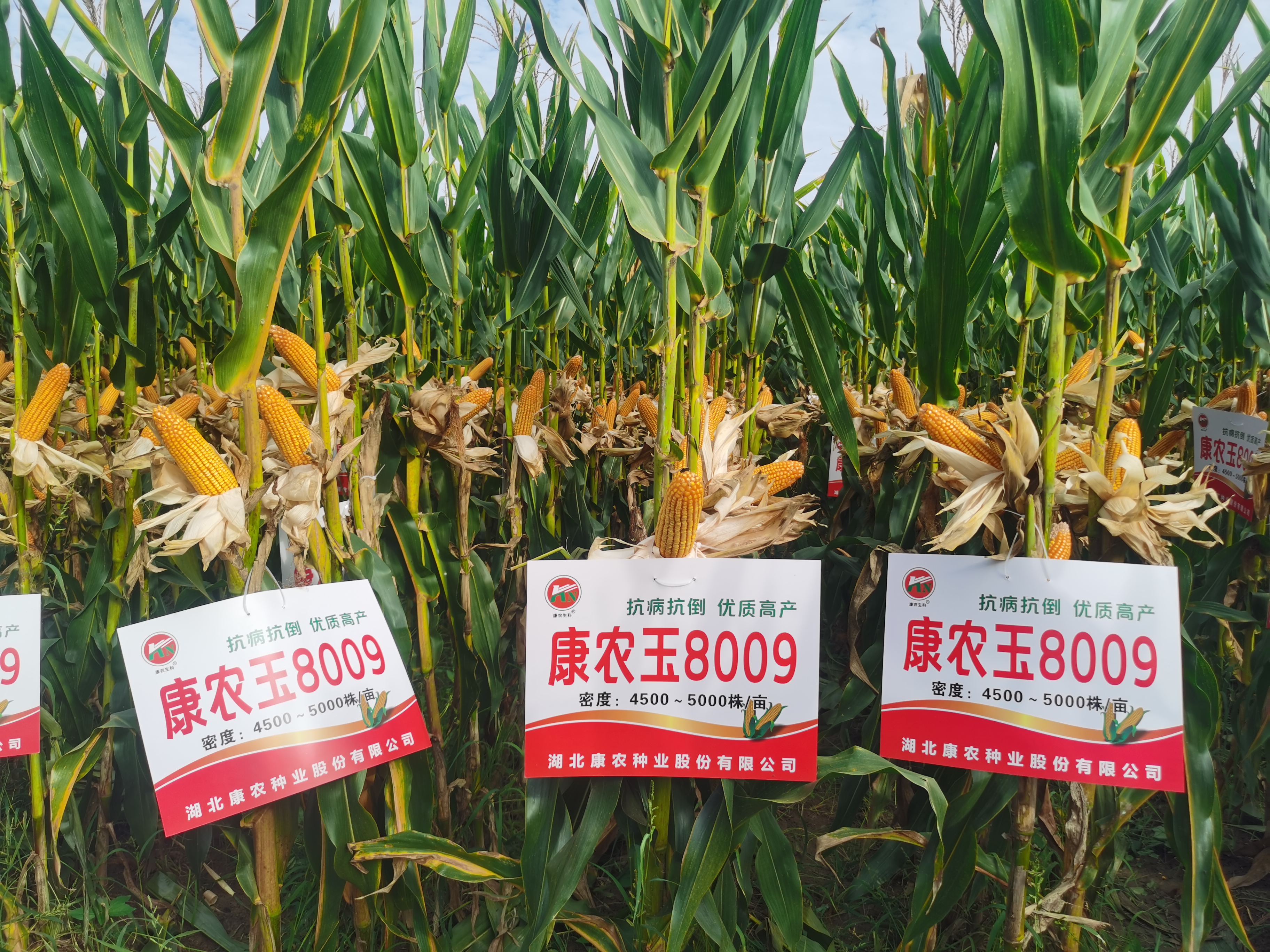 玉米品种康农玉8009简介