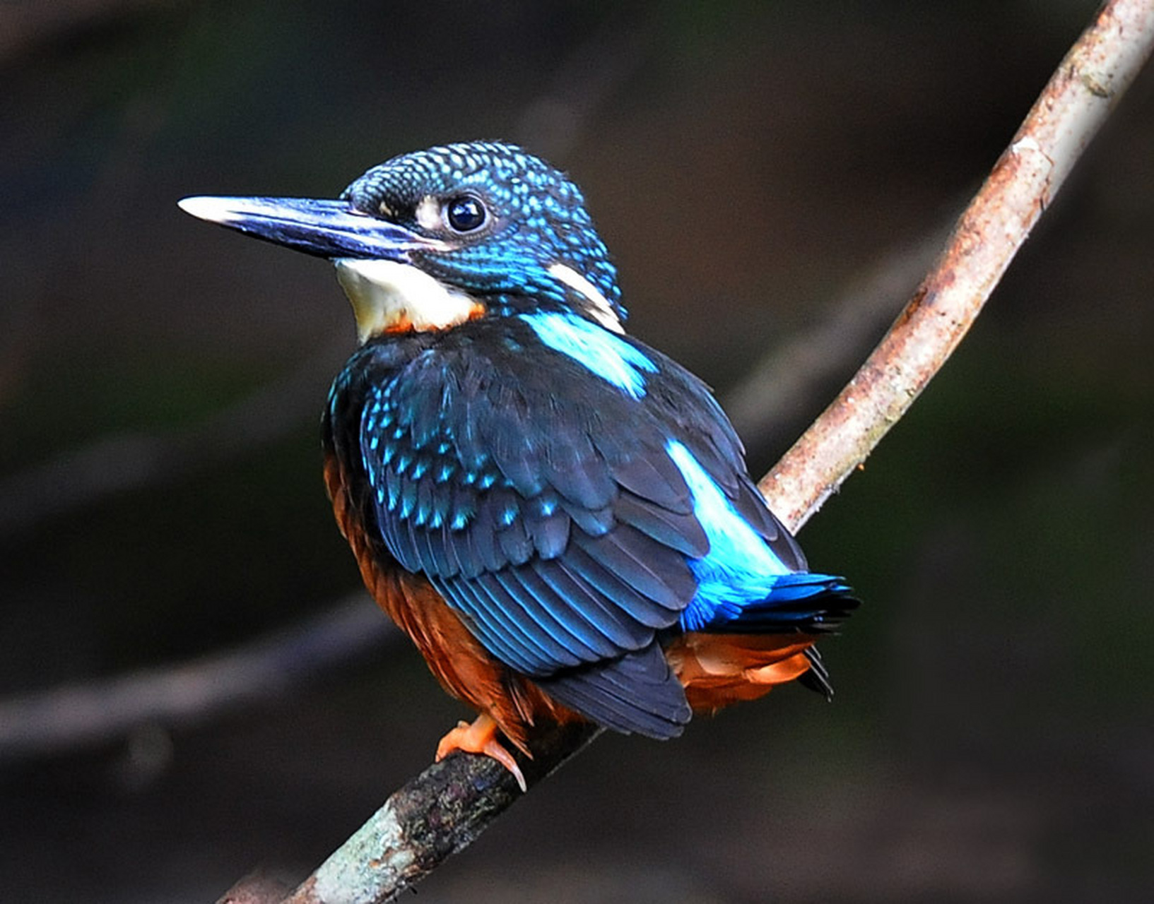 动态创作月泛生活专区# 斑头大翠鸟是国家二级保护动物,数量稀少常