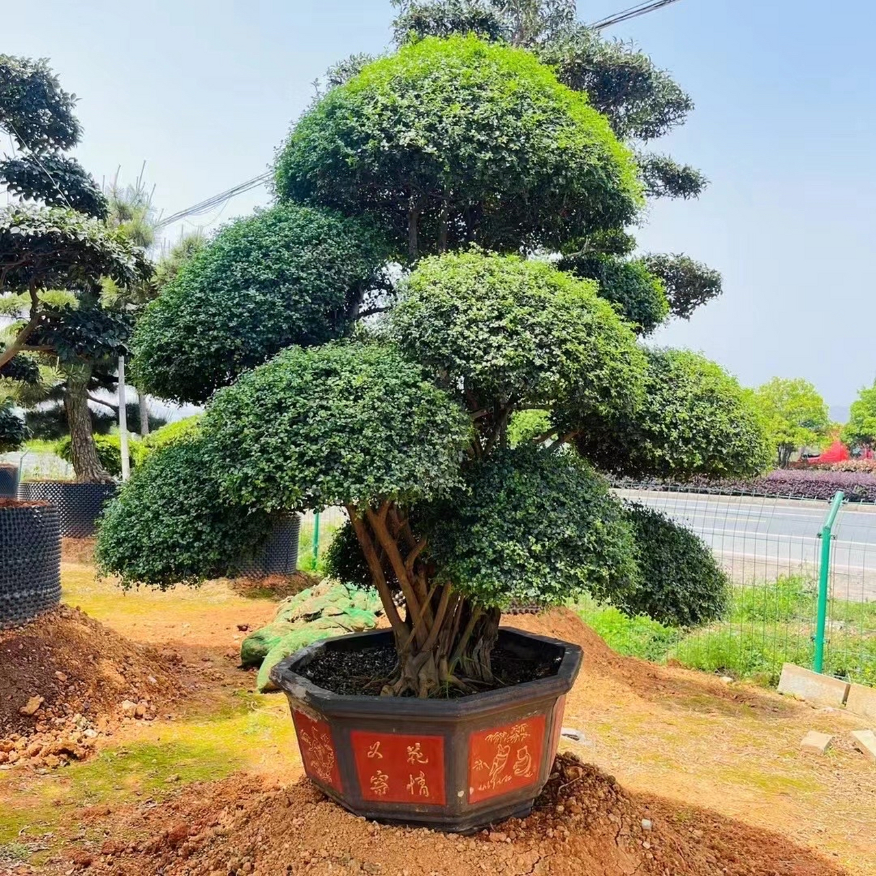 大鹏展翅造型罗汉松,羽毛枫,精品女贞,红花檵木,小叶赤楠.