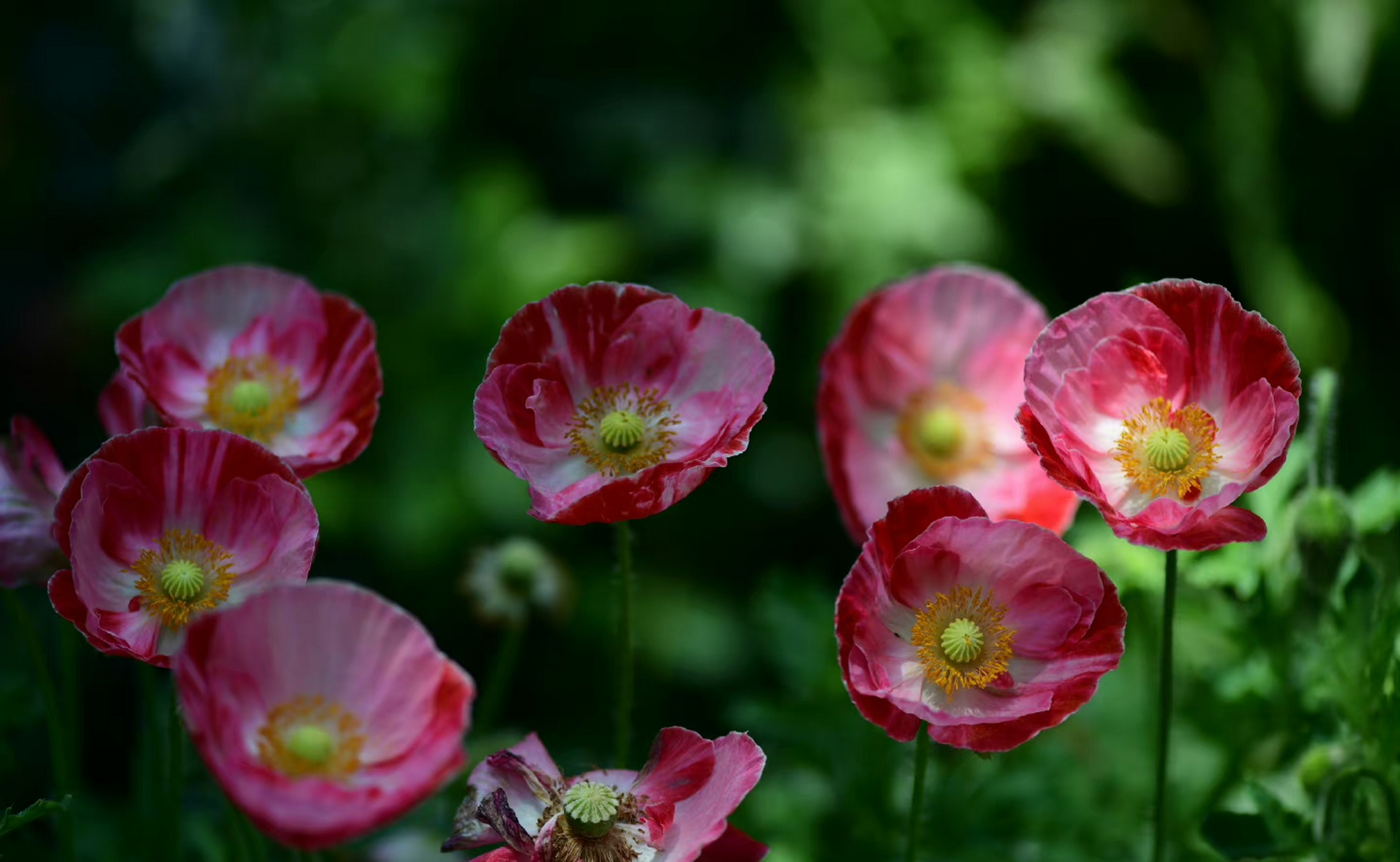 有一款杂交混色的虞美人,很特别吧.