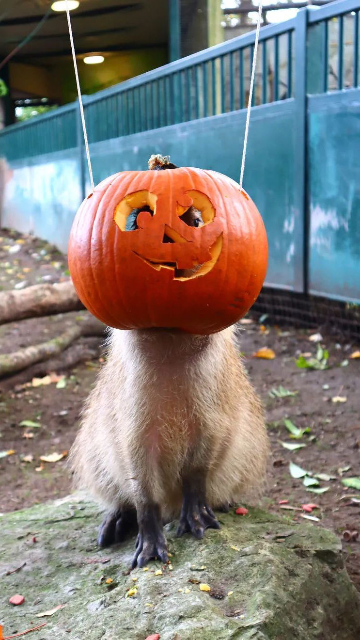 万圣节狗狗也来cos